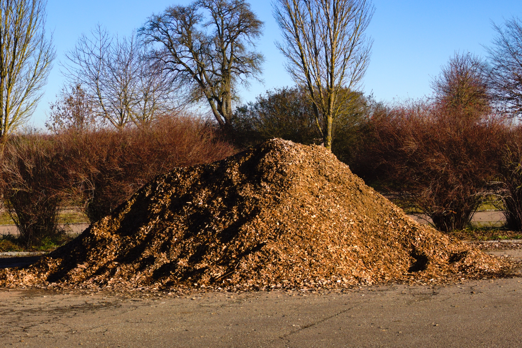 Foto på en hög av skogrester