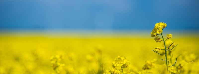 Forsknings- och innovationsprogram