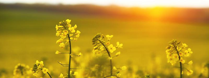 Solcellers miljöpåverkan och återvinning
