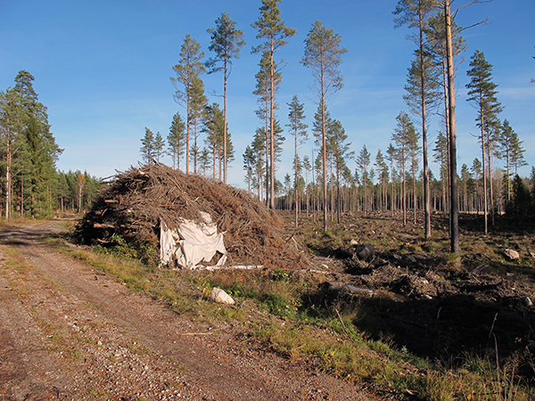 Avverkningsområde 