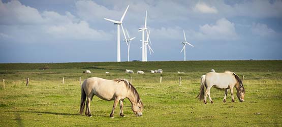 Bilden visar hästar på ett fält med vindkraftverk i bakgrunden
