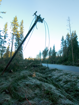 Bild på en elledning i skogen som blåst ner.